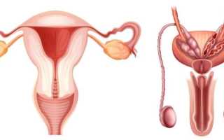 Бесплодный брак: алгоритмы диагностики и лечения