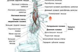 Жим гантелей над головой сидя. Жим гантели из-за головы одной рукой: какие мышцы работают, техника выполнения. Жим сидя на скамье