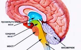 Ствол головного мозга: строение, функции, общие сведения