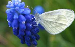 Чем причина бесплодия межвидовых гибридов