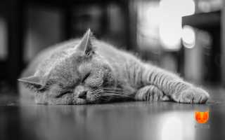 Бесплодие у кошек