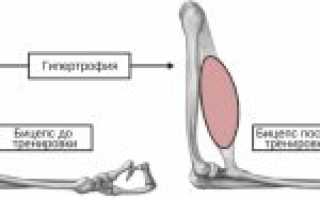 Адаптация организма к физическим нагрузкам и ее показатели