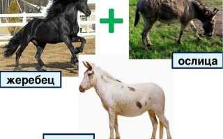 Бесплодие отдаленных гибридов, его причины и способы преодоления