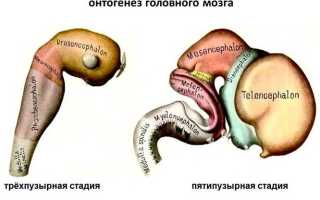 Первая помощь при черепно мозговой травме (медицинская): алгоритм оказания, при открытой, закрытой, пдд, доврачебная