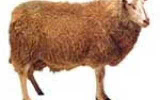 Алиментарное малоплодие и бесплодие у мелких домашних животных