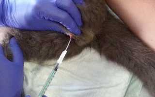 Бесплодие у кошек при затяжных и нормальных течках