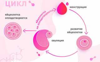 Отсутствует овуляция: причины, лечение, диагностика