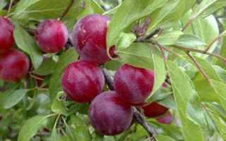 Очень полезны, но не для всех: что нужно знать о сливах, чтобы есть их без вреда