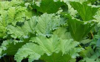 Таблетки для похудения Идеал: отзывы о препарате и способ применения