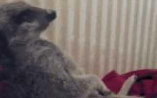 Причины бессонница после тренировки в тренажерном зале