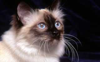 Бесплодие у кошек: причины возникновения и методы лечения